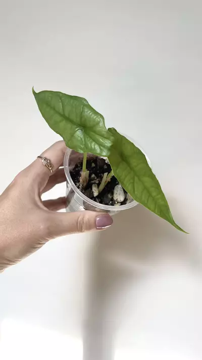 plant/Alocasia Dragon Breath-0-thumbnail