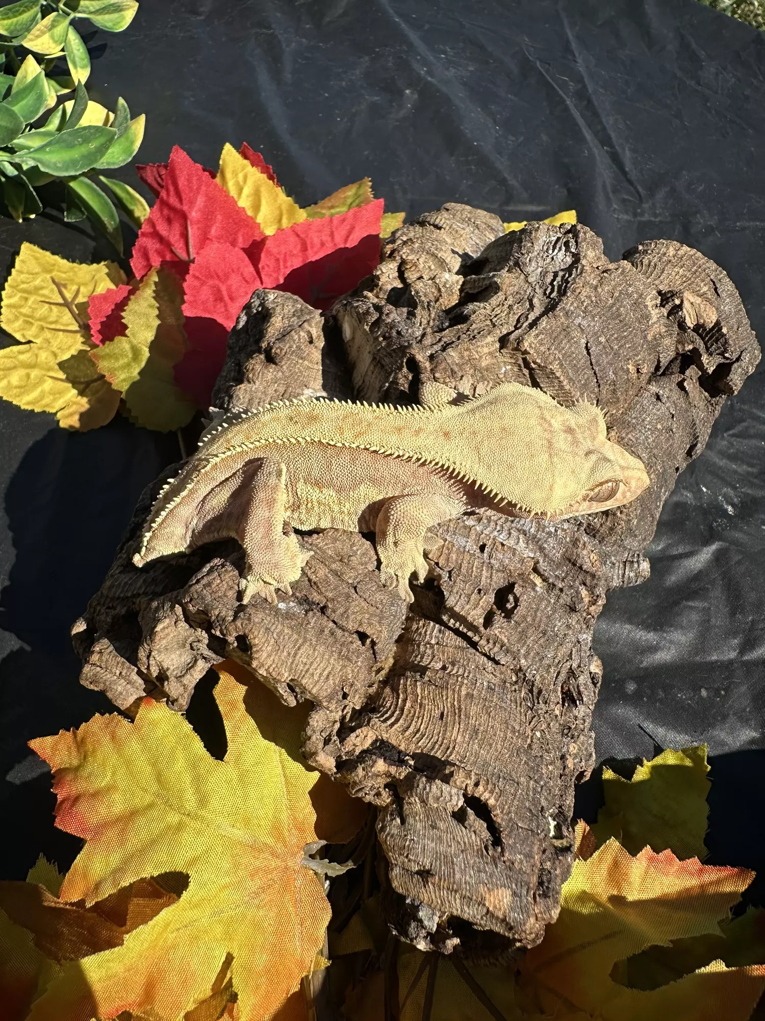 plant/Lavender red FEMALE harlequin two dal spots  proven-1