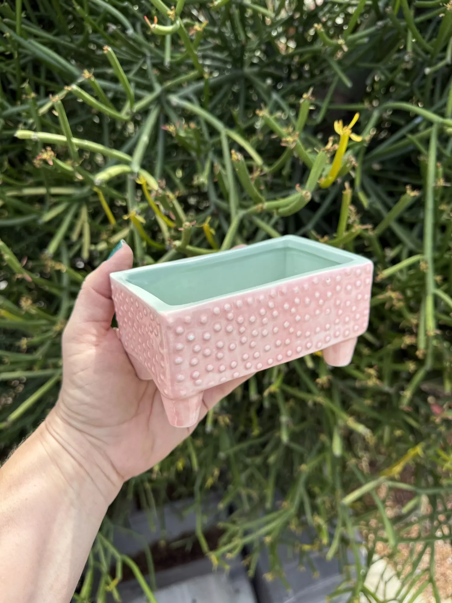 plant/Sm bonsai pink/ no drainage-0