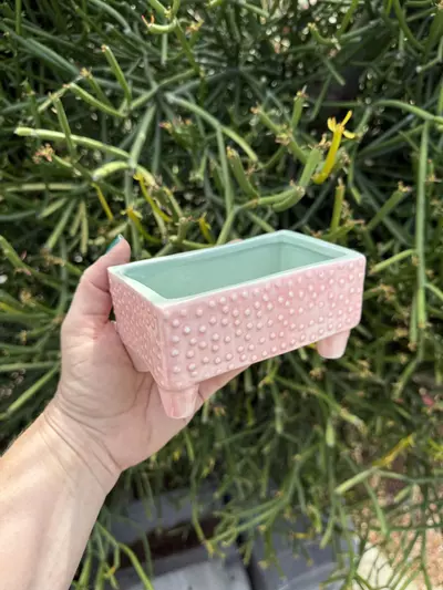 plant/Sm bonsai pink/ no drainage-0-thumbnail