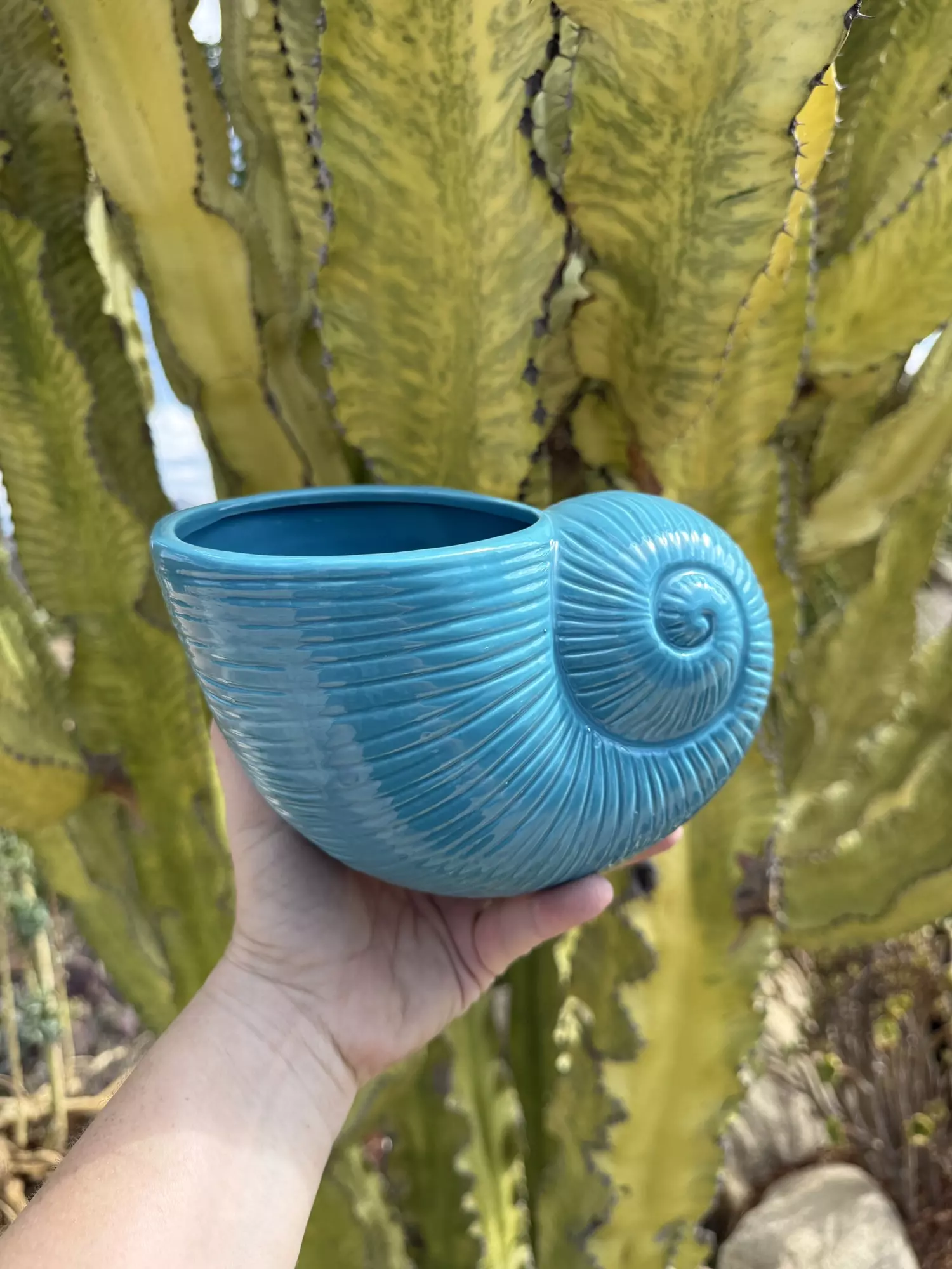 plant/Blue shell/ no drainage-0