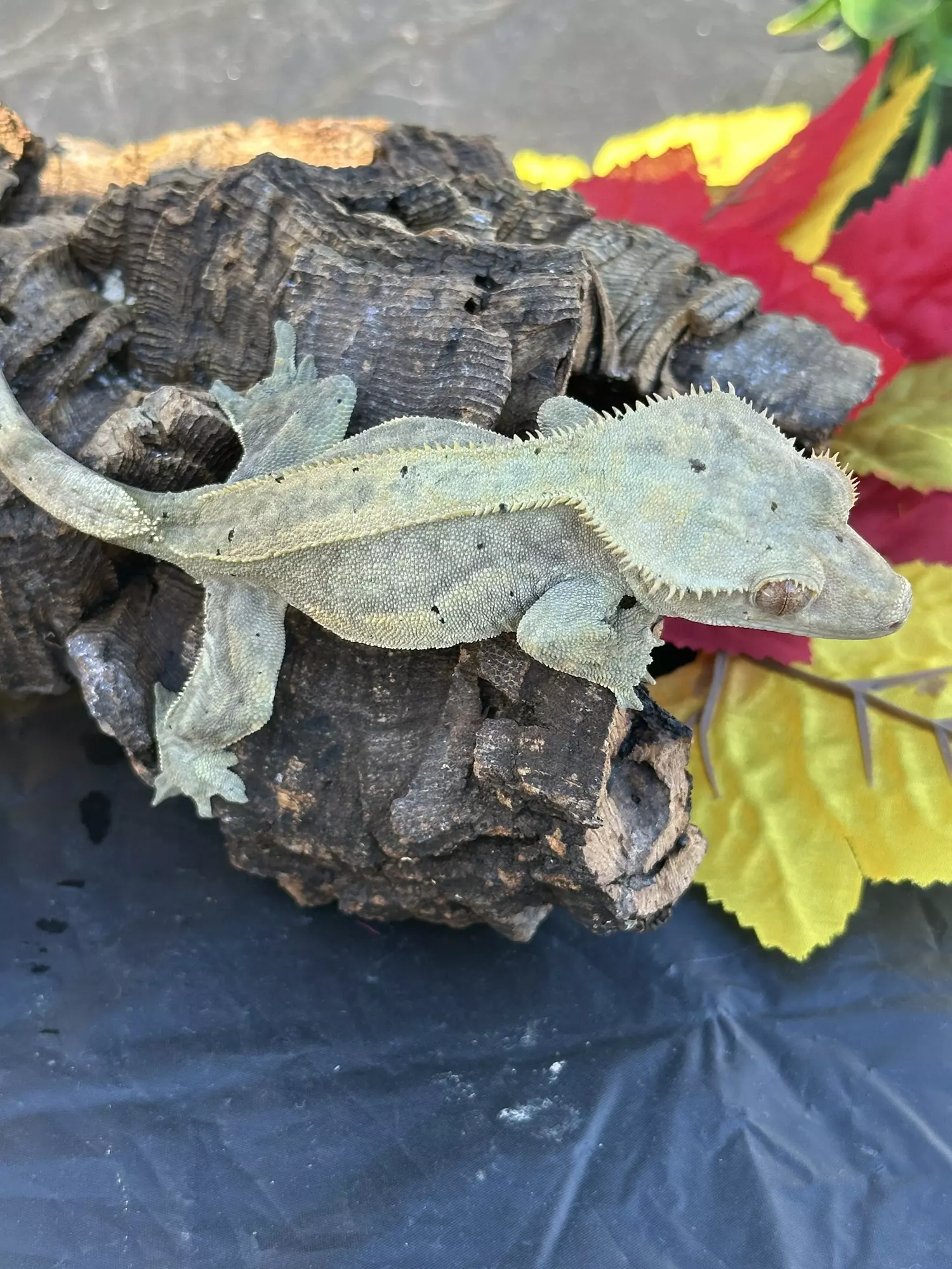 plant/Mocha Female proven dark base quad stripe dal spots-0