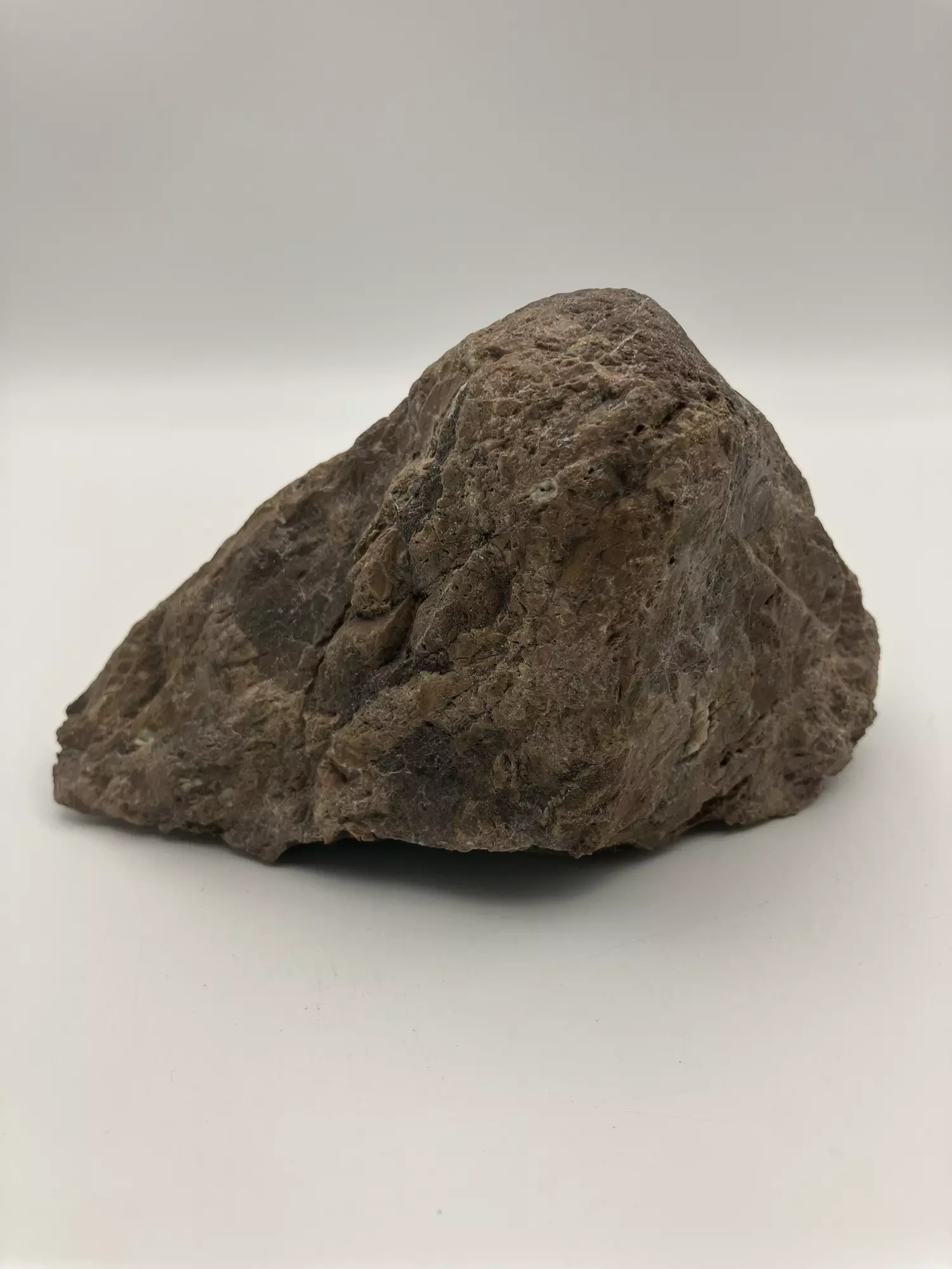 plant/Chocolate Jasper - 1lb 6.30oz-0