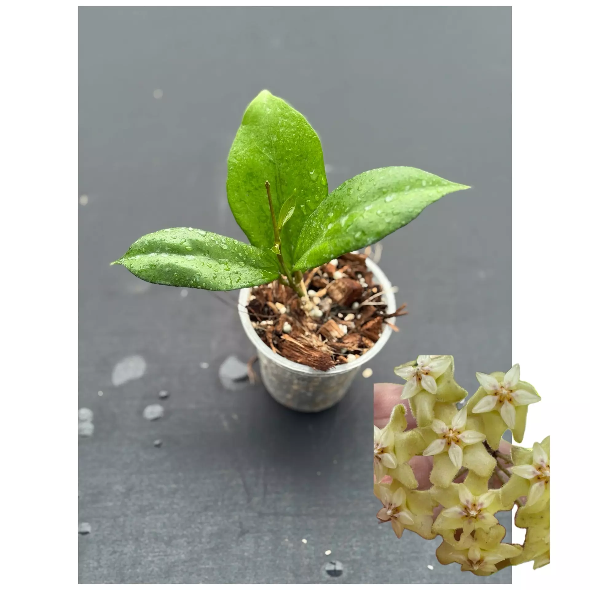 plant/Hoya ‘Honeydew’ JS-003 (icensis x erythrina)-0