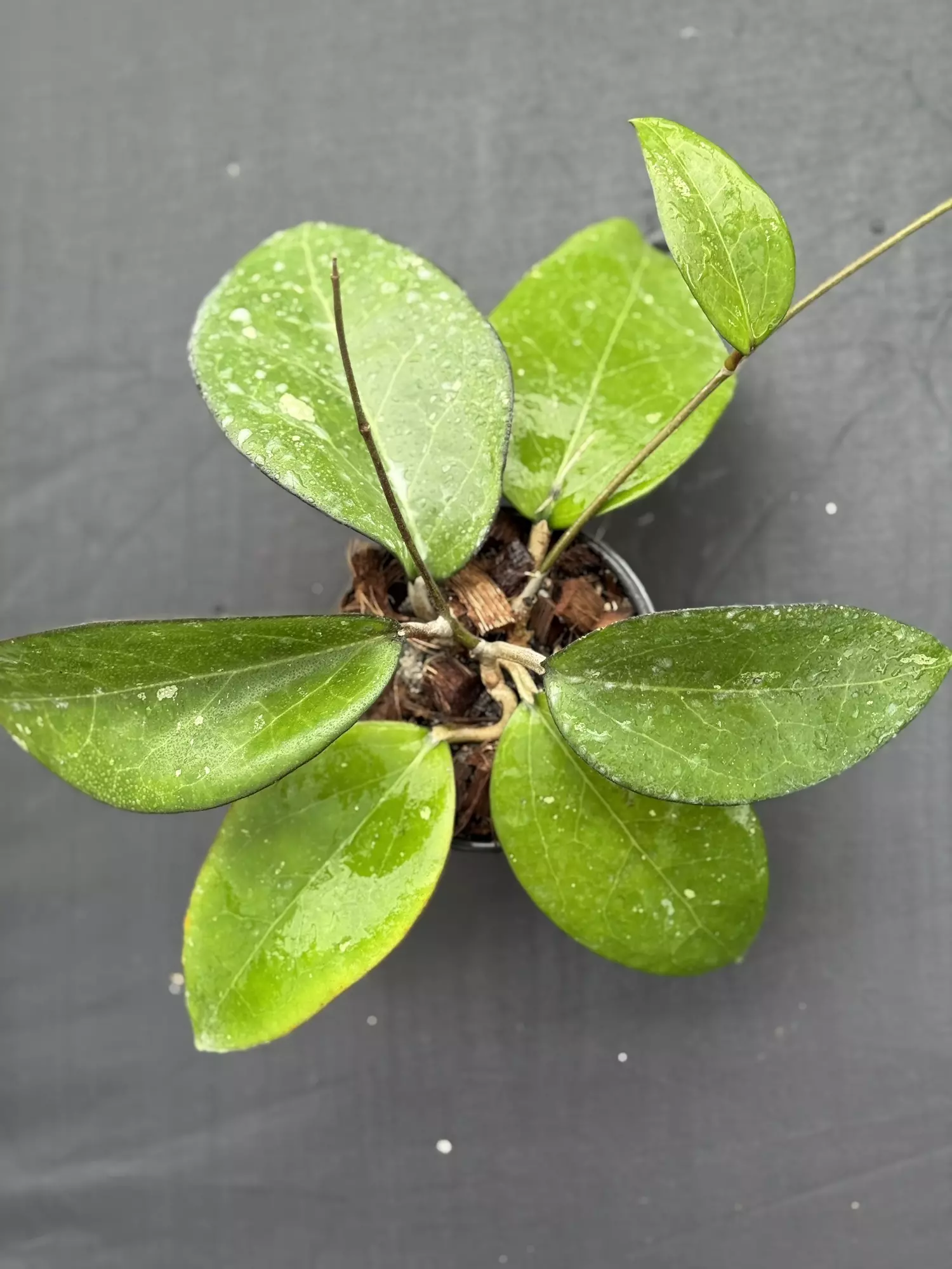 plant/Hoya vitellina IML 0452 (Fka fuscamarginata)-0