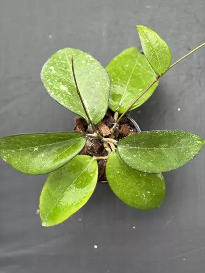 plant/Hoya vitellina IML 0452 (Fka fuscamarginata)-0-thumbnail