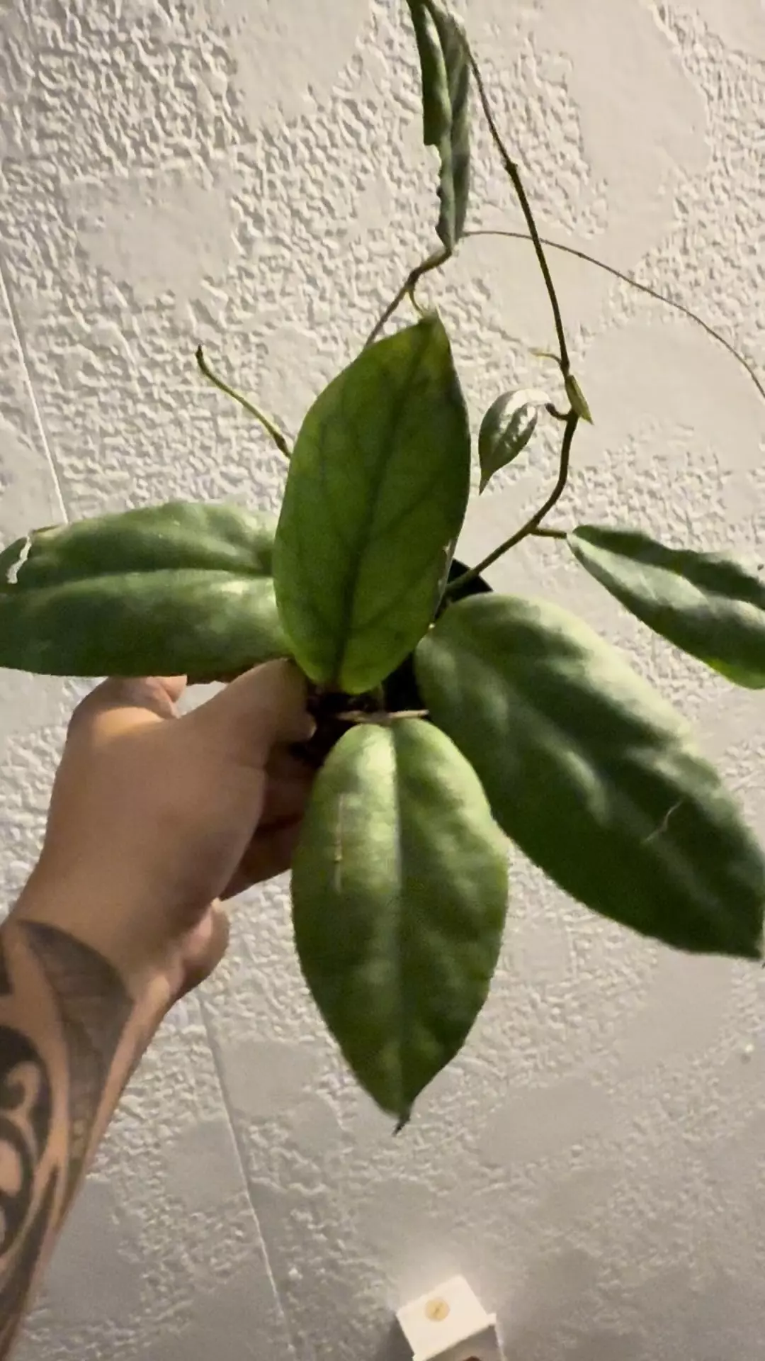 plant/Hoya vitellinoides-0