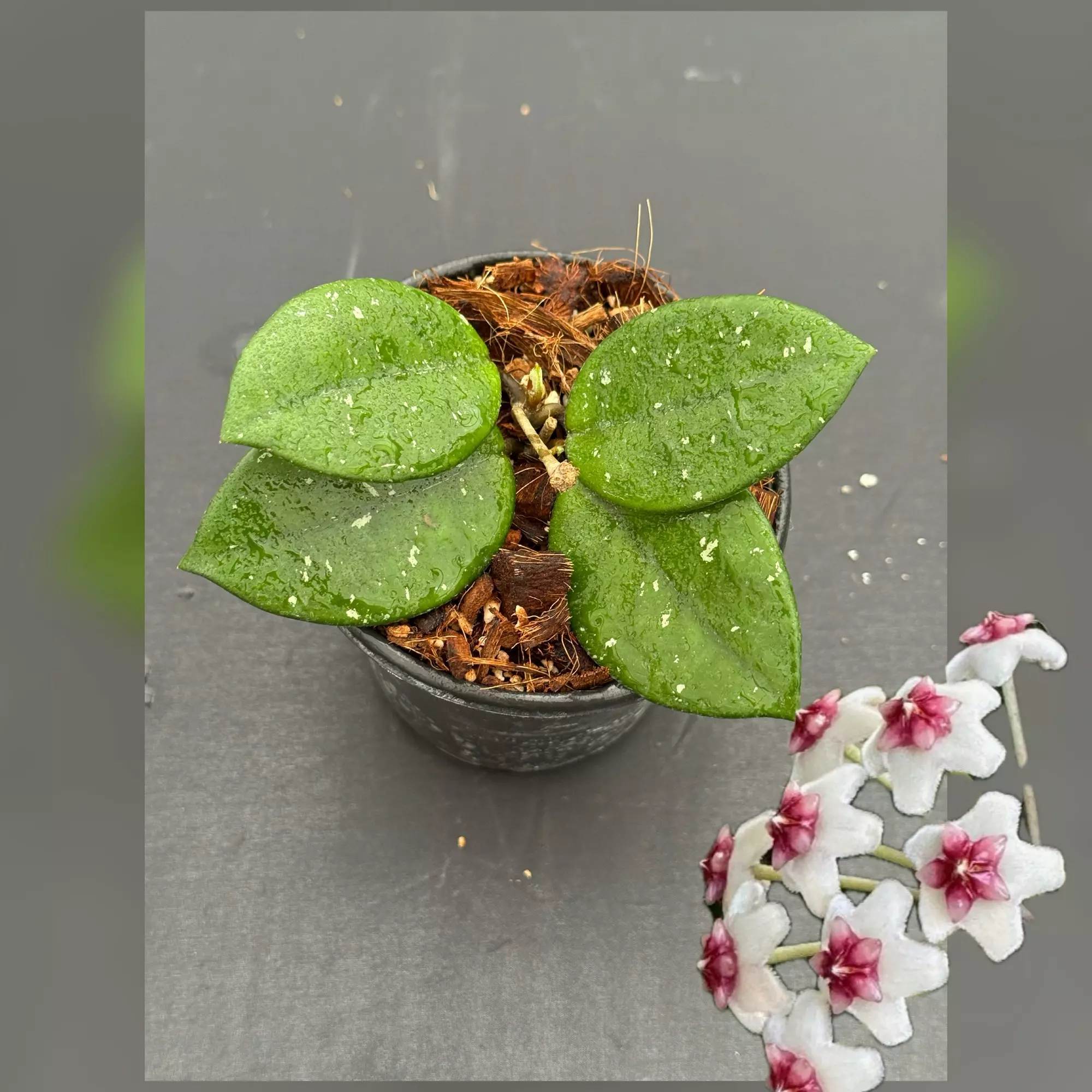 plant/SMS Hoya Joel-0