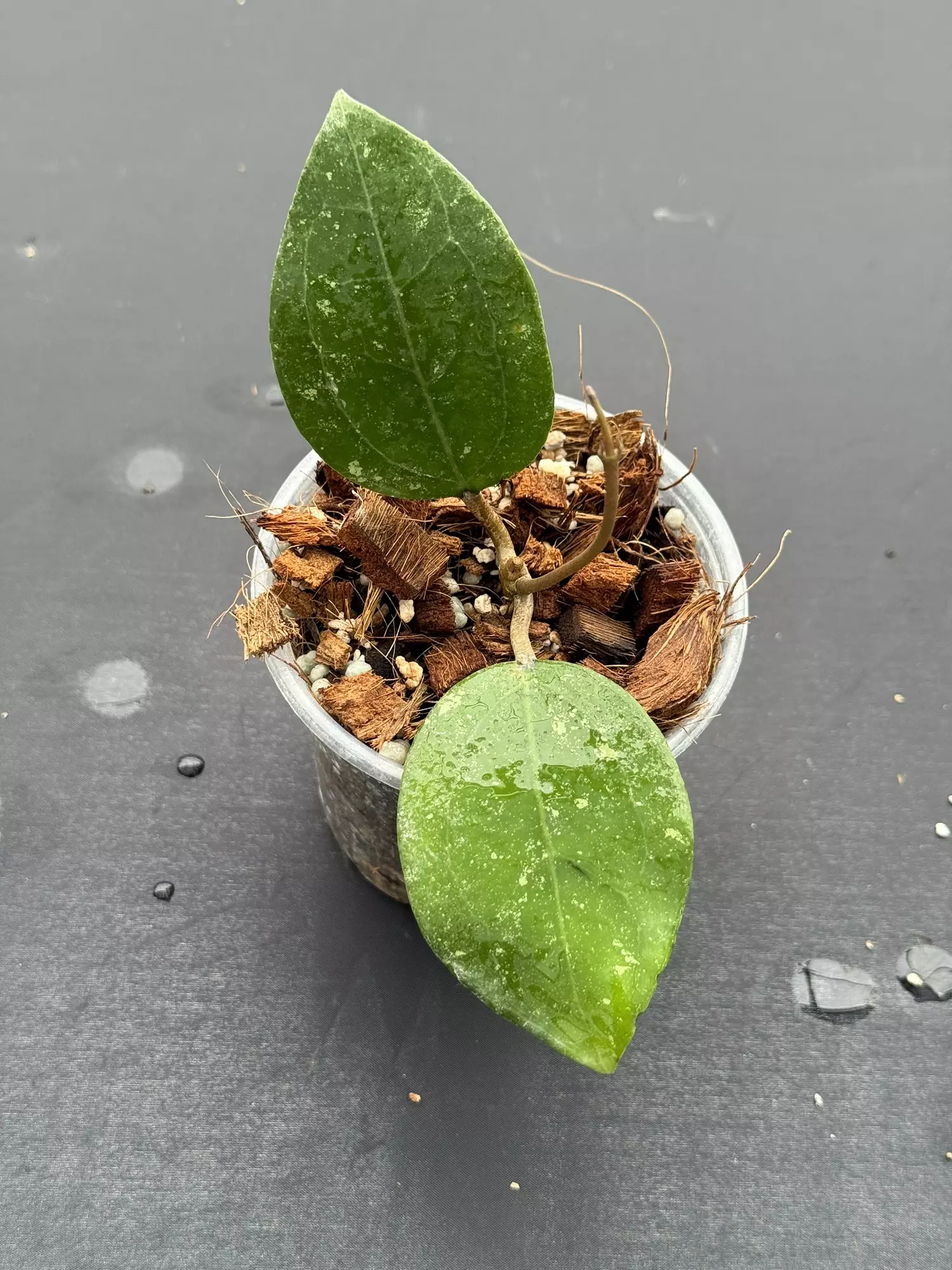 plant/Hoya AH bird of paradise (the smaller leaf one I’m told)-0