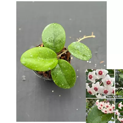plant/Hoya ‘Mary Alice’ RHM-066-0-thumbnail
