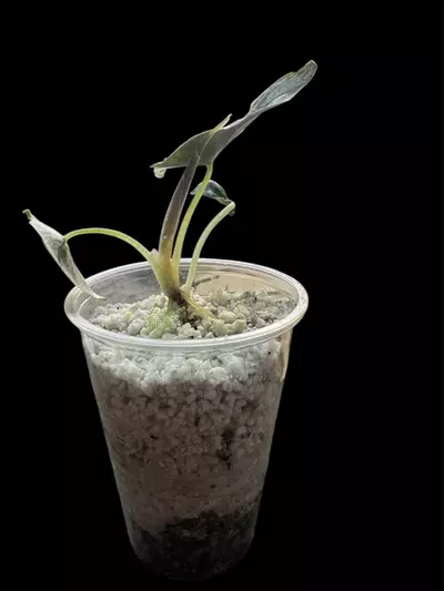 plant/Alocasia Azlanii Albo/Pink pup-2-thumbnail