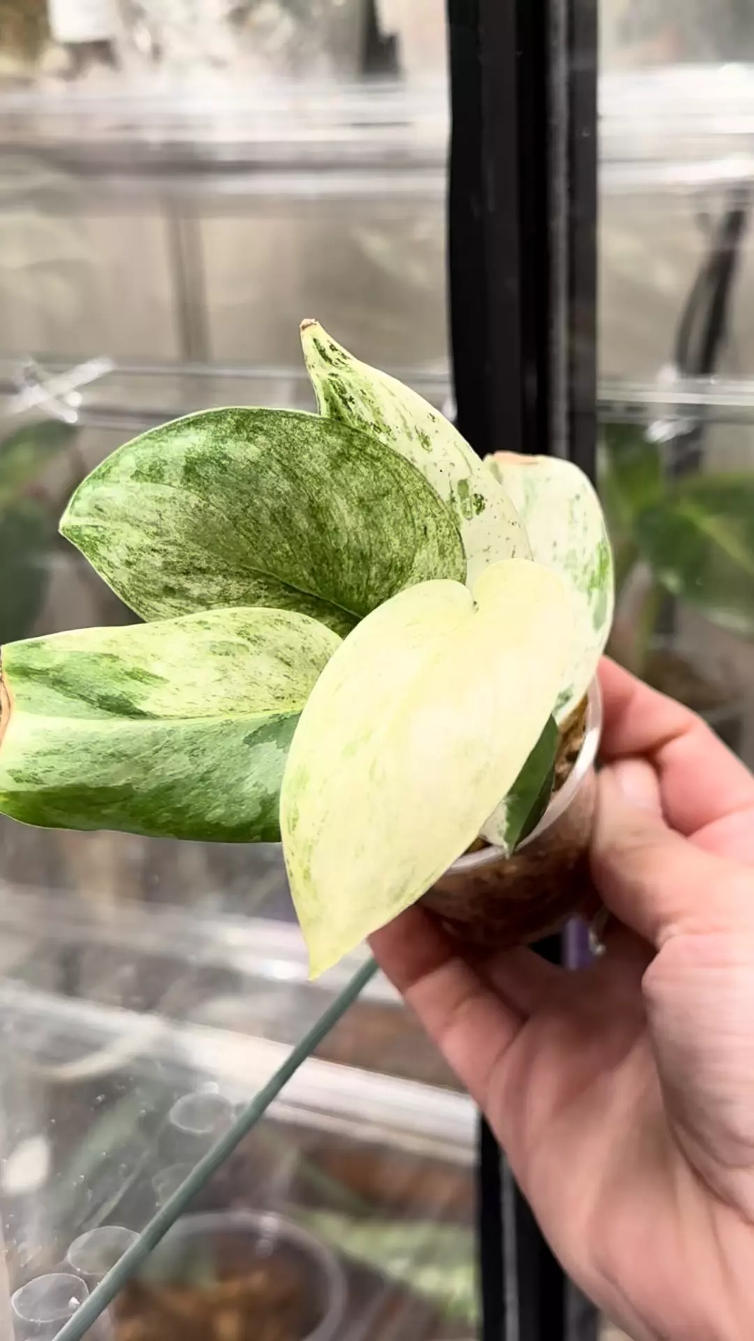 plant/Moonlight Marble-0