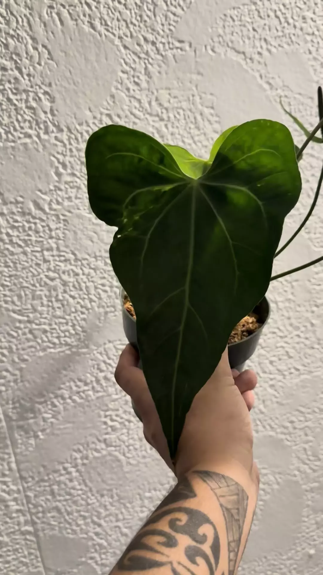 plant/Mutated clari 6 inch -0