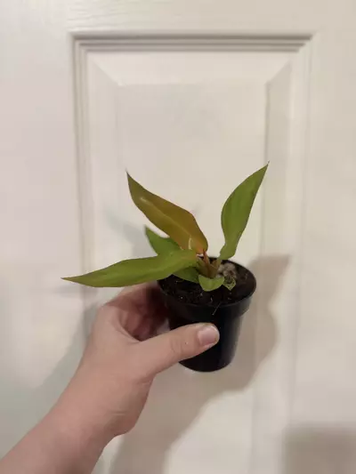 plant/Philodendron Red Sun-0-thumbnail