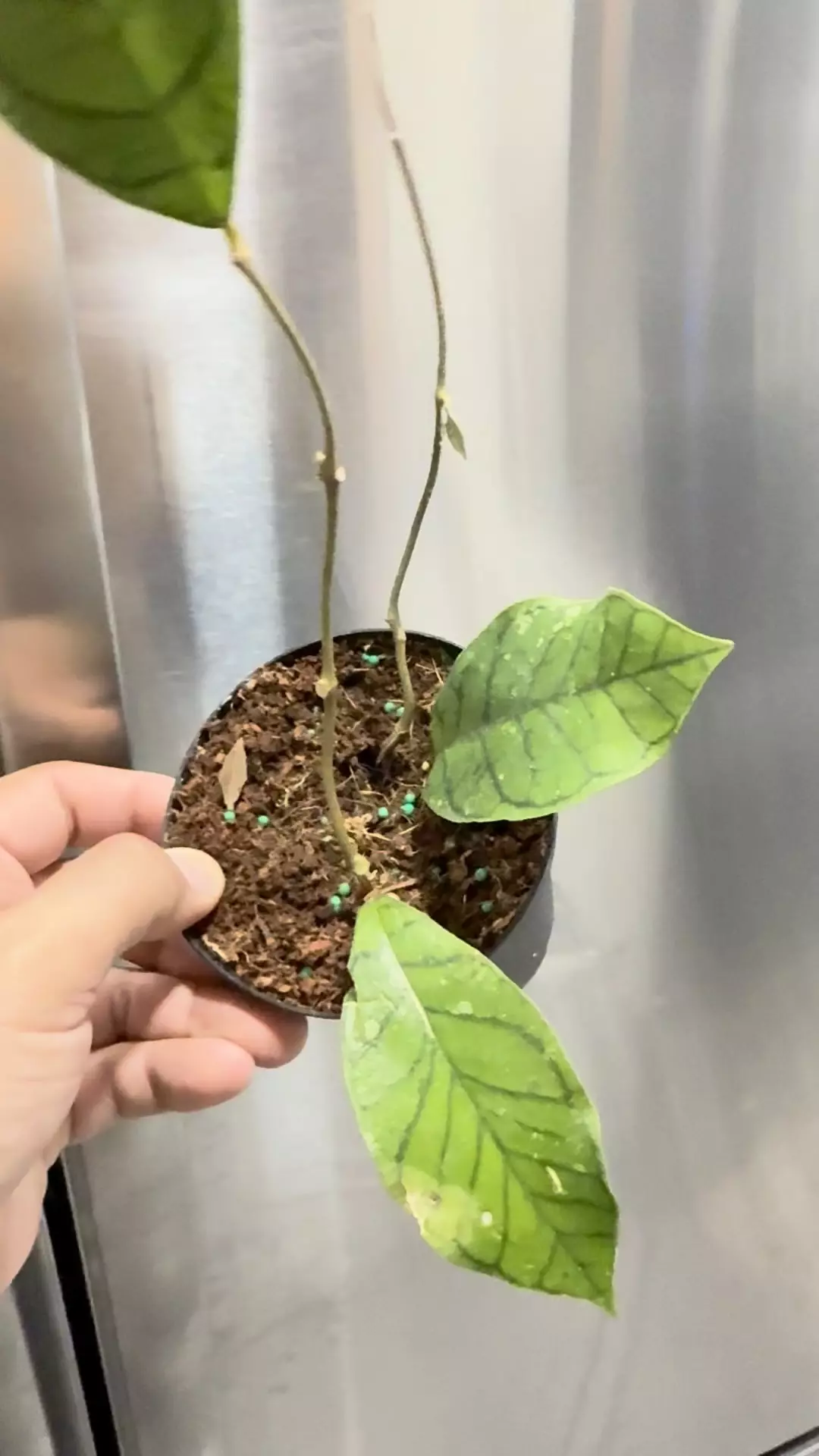 plant/Hoya callystophylla vena -0