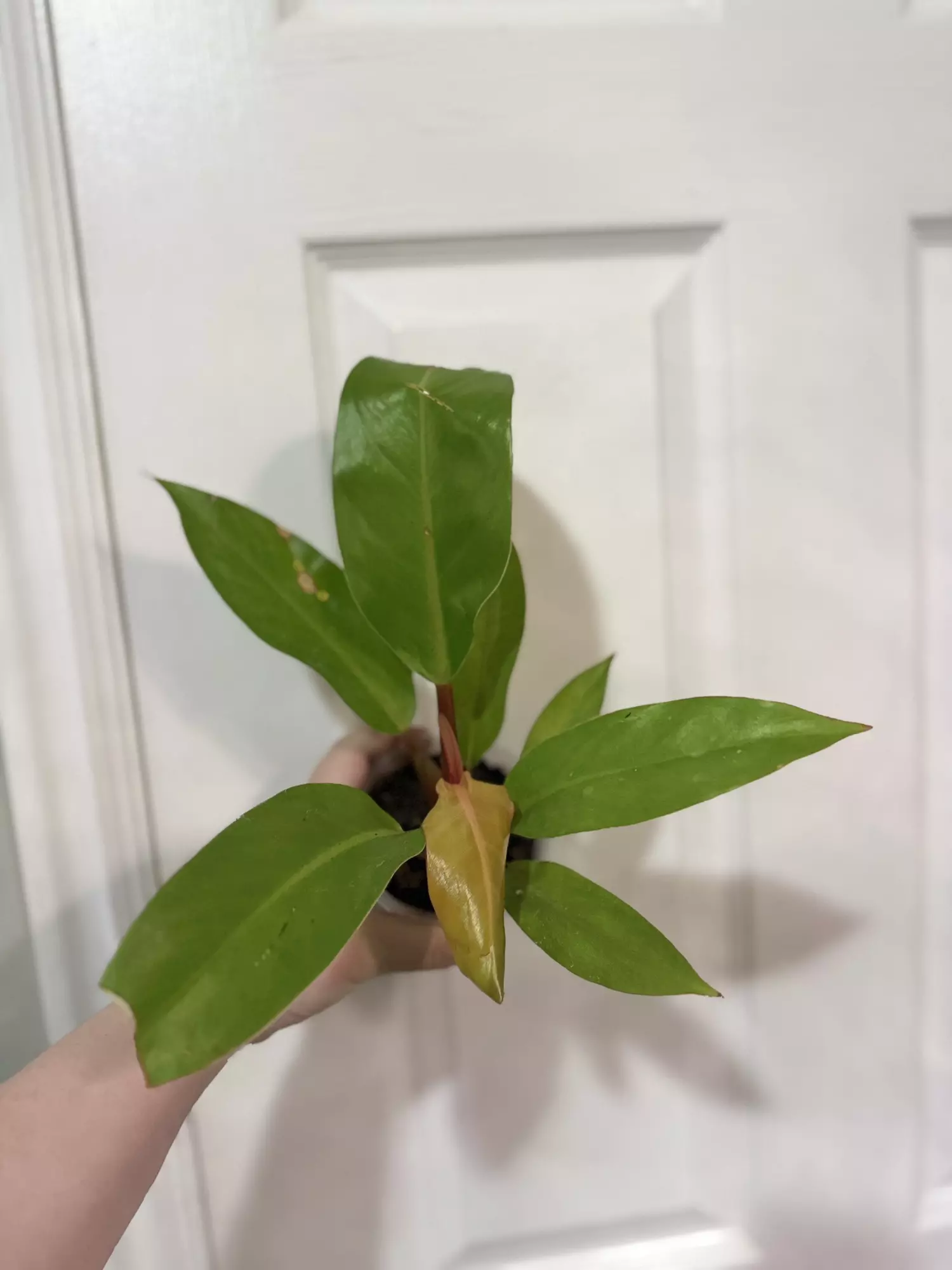 plant/Philodendron Prince of Orange-0
