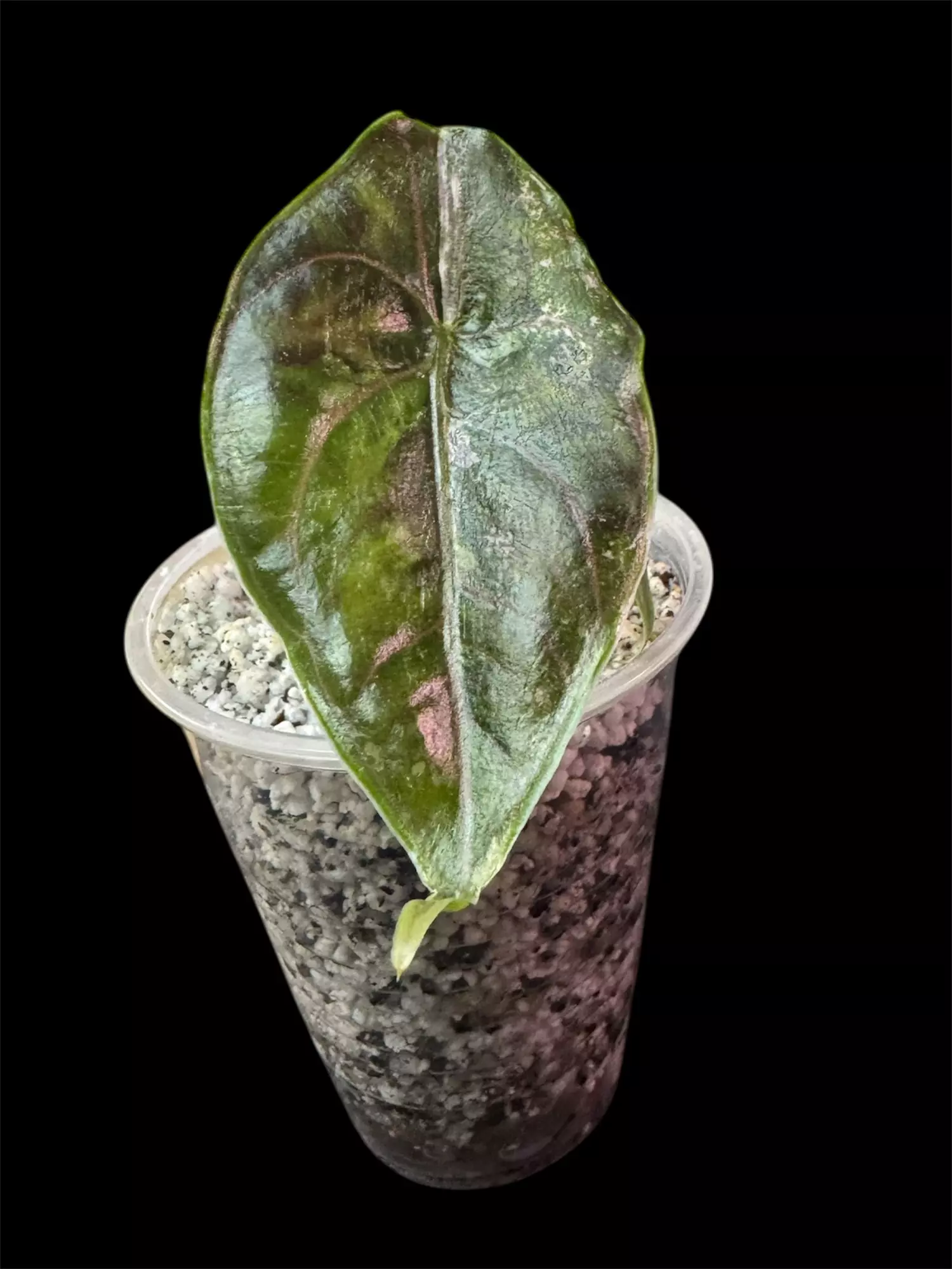 plant/Alocasia Azlanii Albo/Pink pup (A)-1