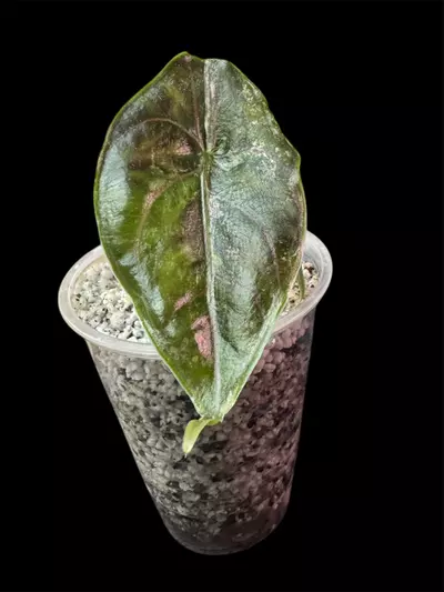 plant/Alocasia Azlanii Albo/Pink pup (A)-1-thumbnail