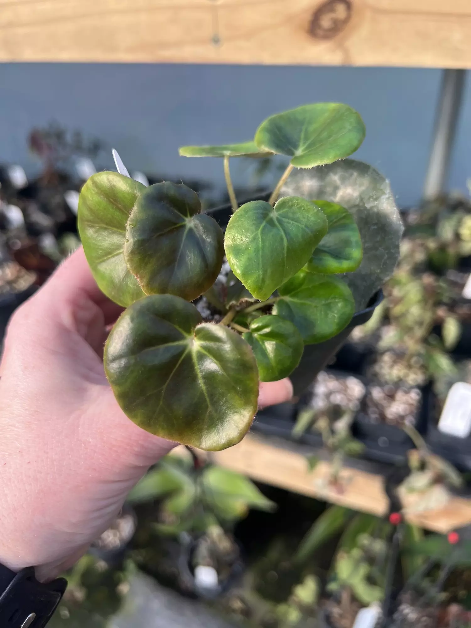 plant/Begonia erythrophylla “Beefsteak”-0