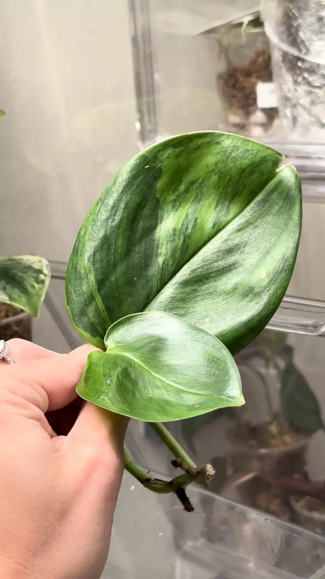 plant/Moonlight GOG-0