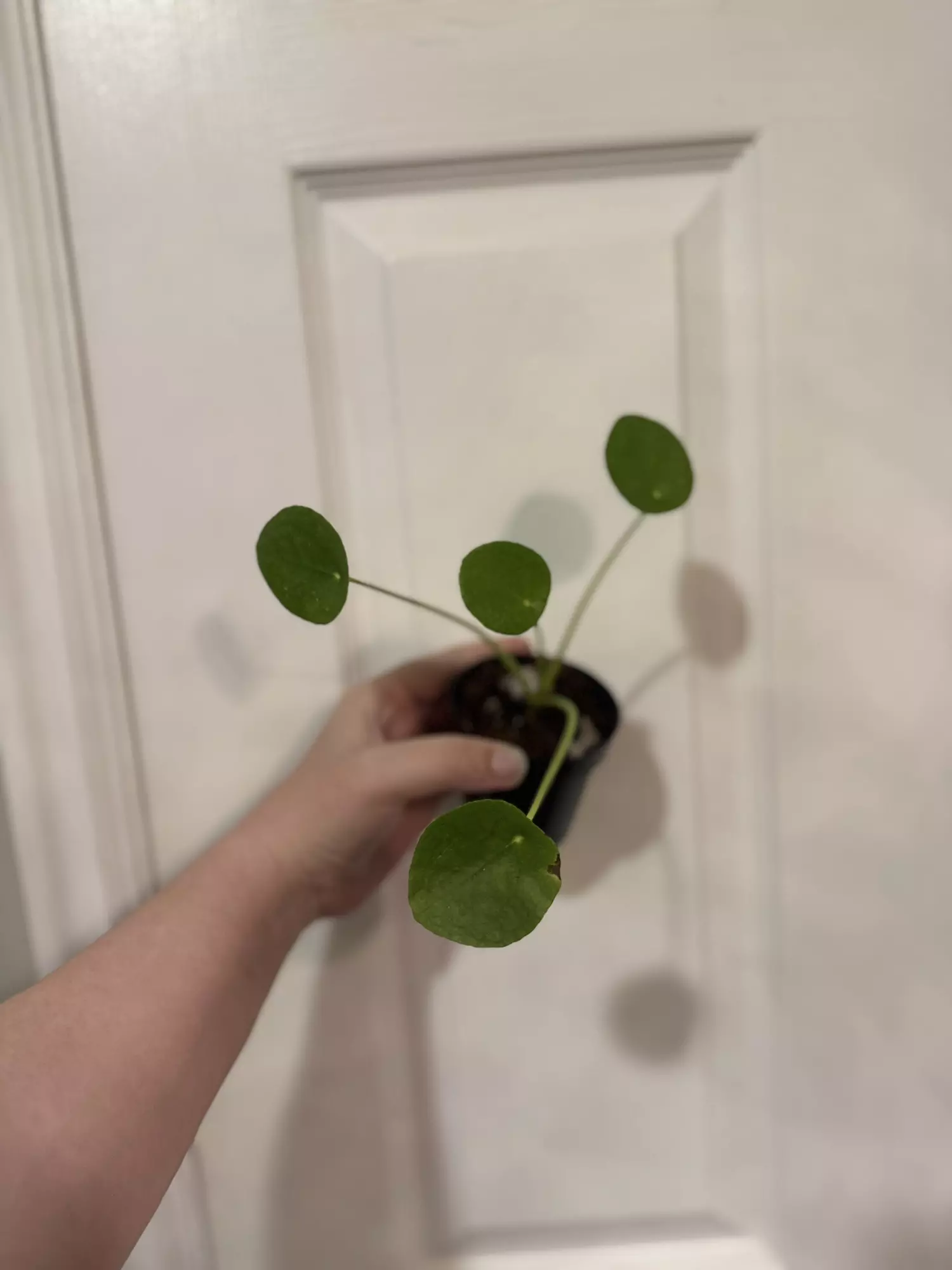 plant/Pilea Peperomiodes “Chinese Money Plant”-0
