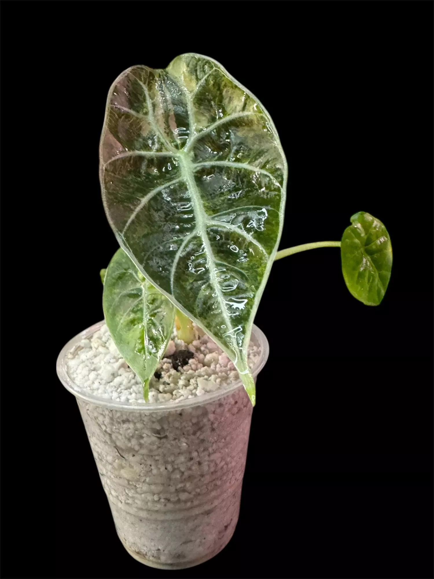 plant/Alocasia Pink Watsonia Tricolor pup-1