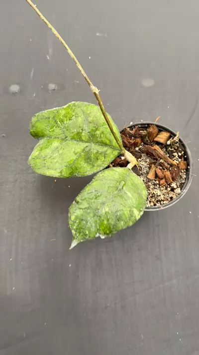 plant/Hoya Svetlana EPC 959-0-thumbnail