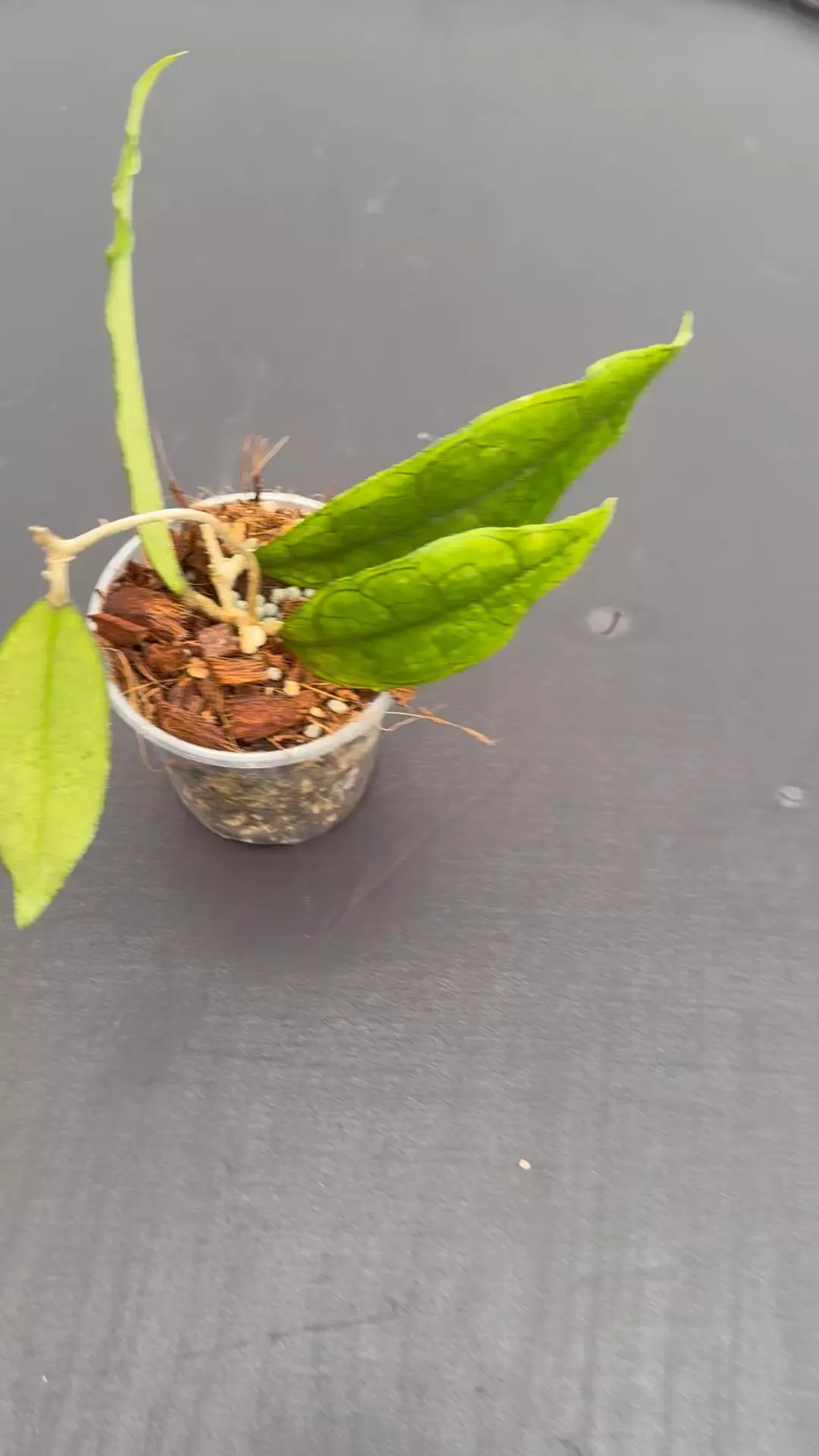 plant/Hoya finlaysonii-0