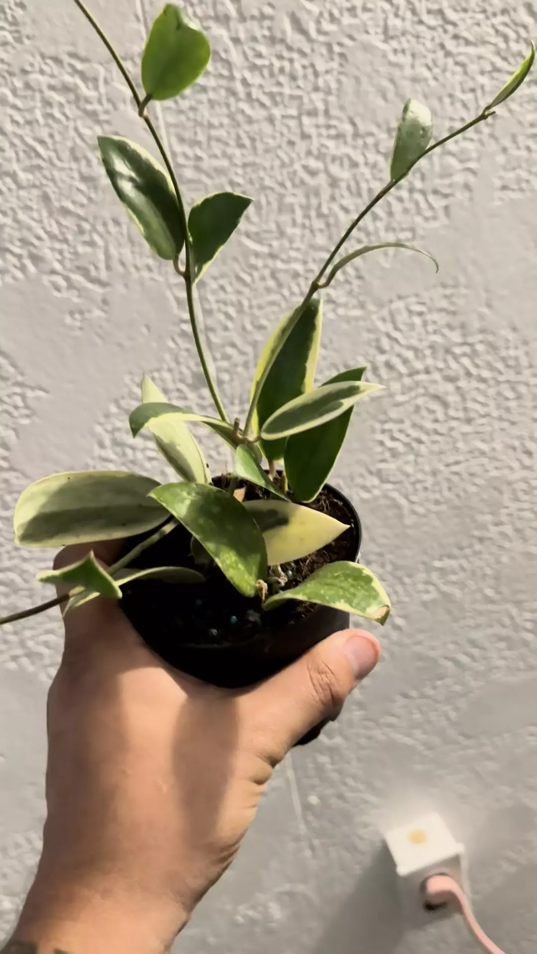 plant/Hoya incrassata albo -0