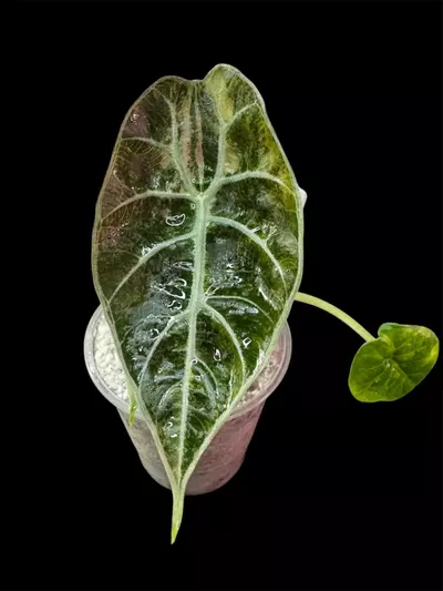 plant/Alocasia Pink Watsonia Tricolor pup-0-thumbnail