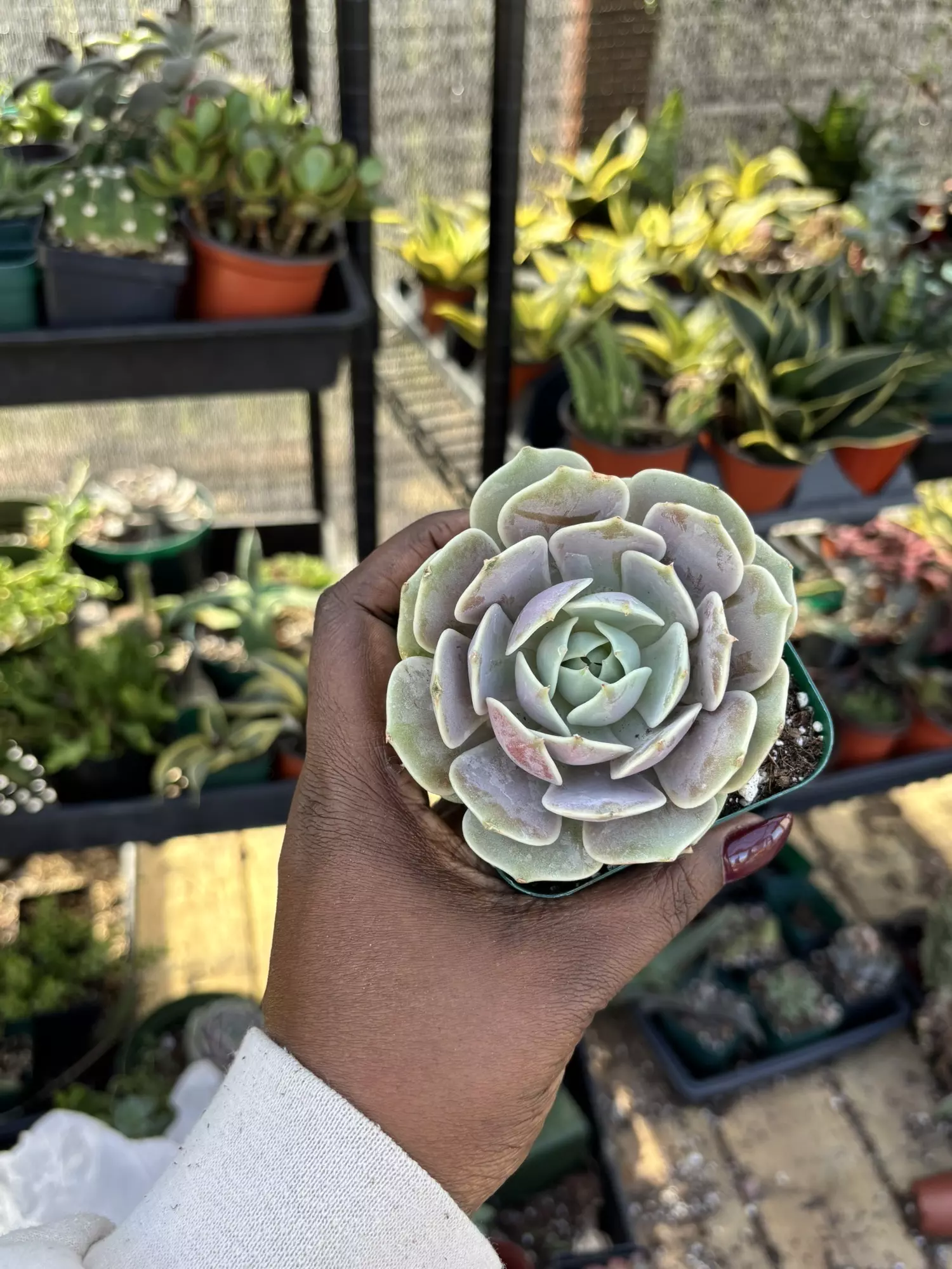 plant/Echeveria Lola-0