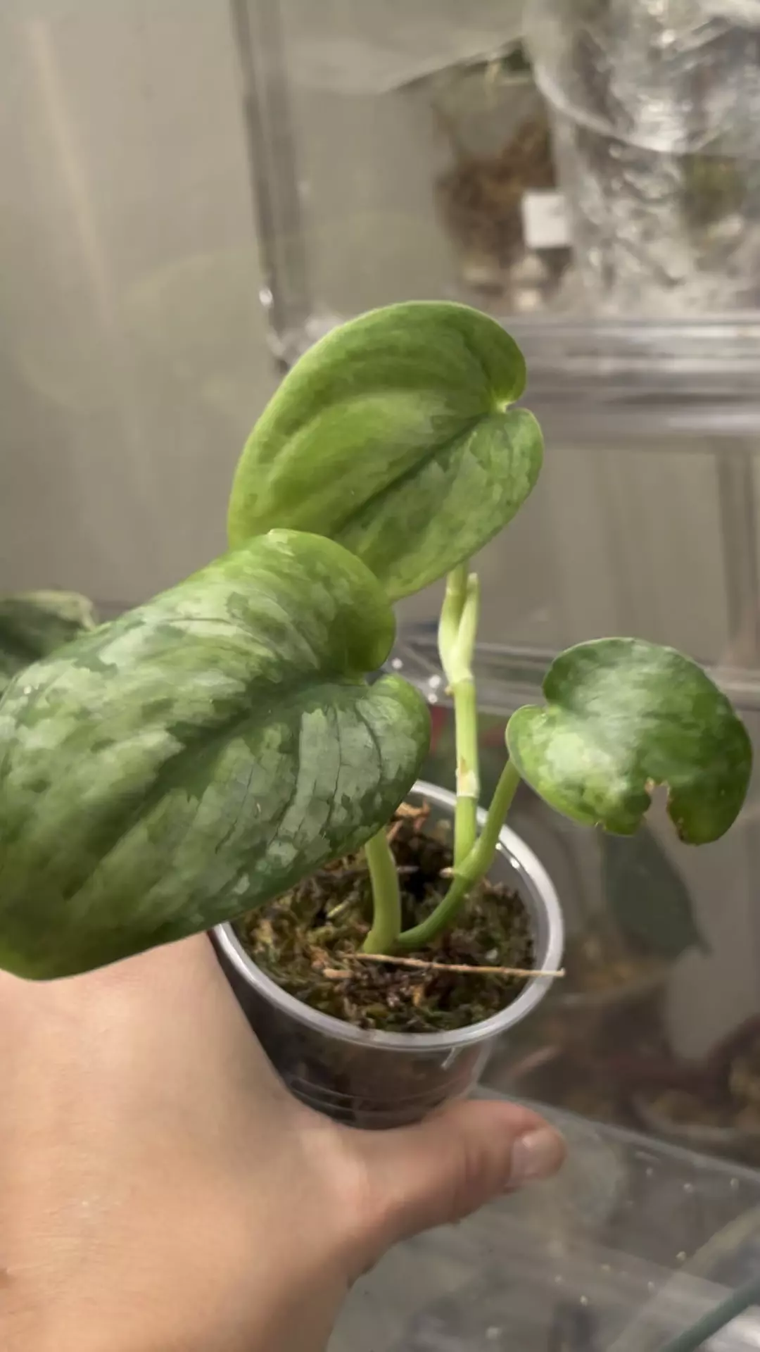 plant/Padjajaran (Silver Cloud GOG) -0