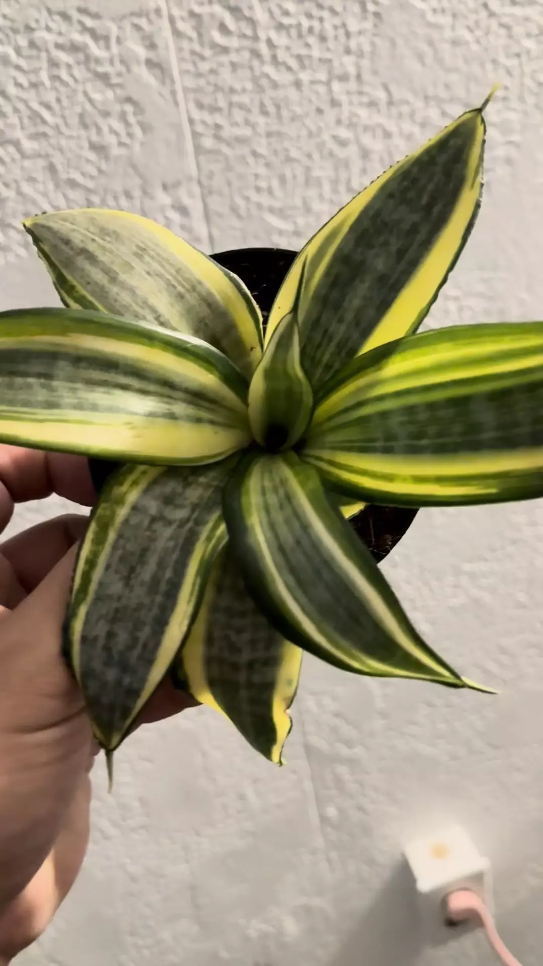 plant/Senseveria somebs-0