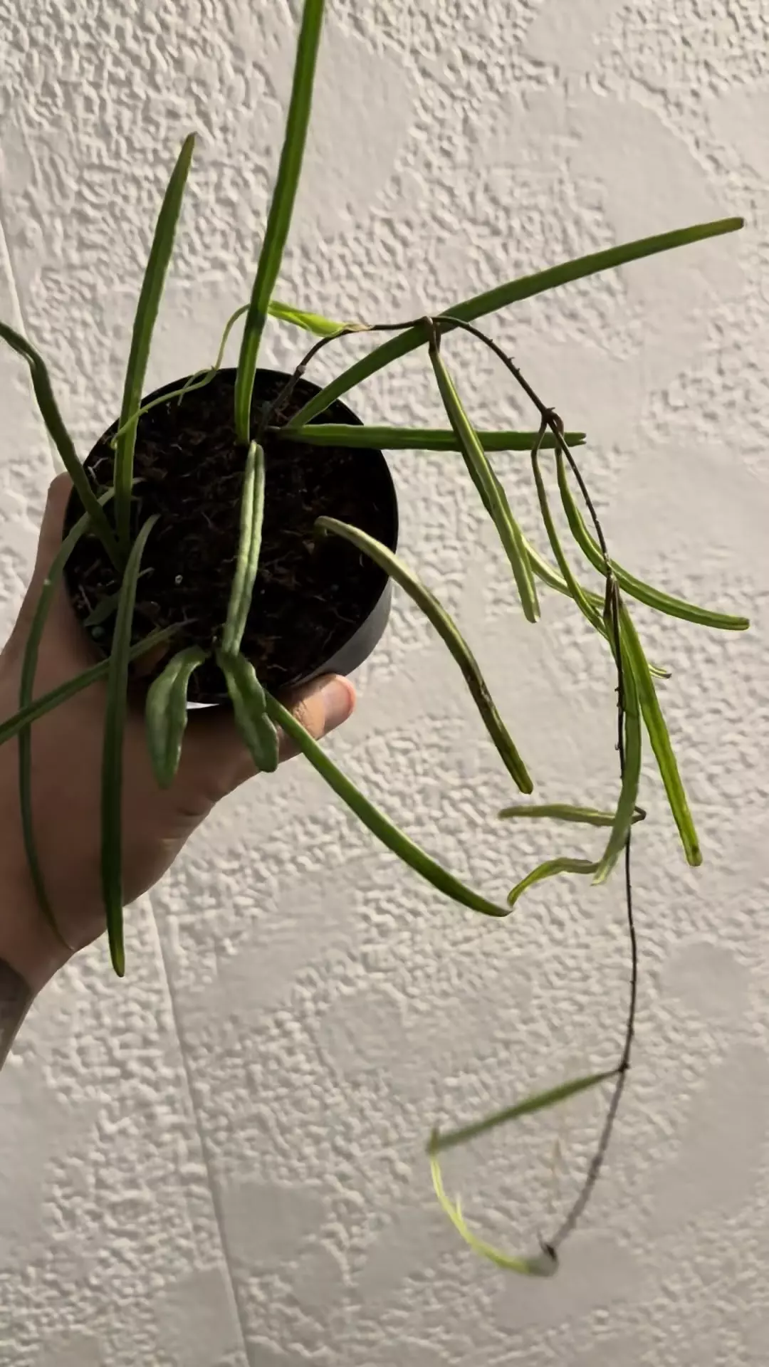 plant/Hoya insularis -0