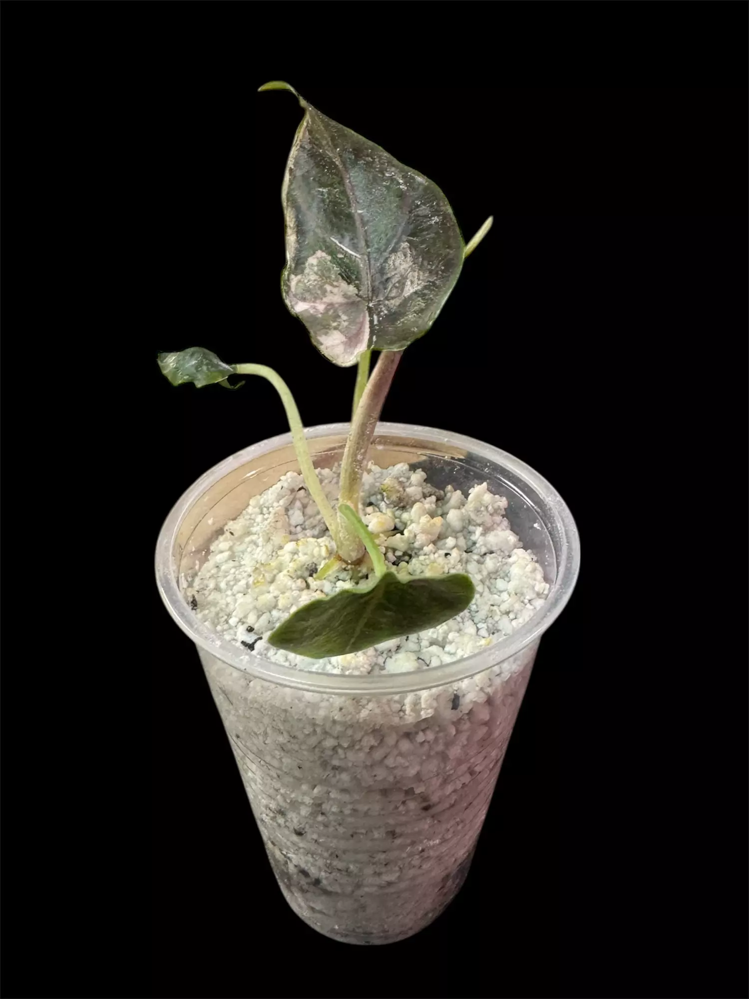 plant/Alocasia Azlanii Albo/Pink pup-1