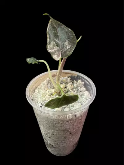 plant/Alocasia Azlanii Albo/Pink pup-1-thumbnail
