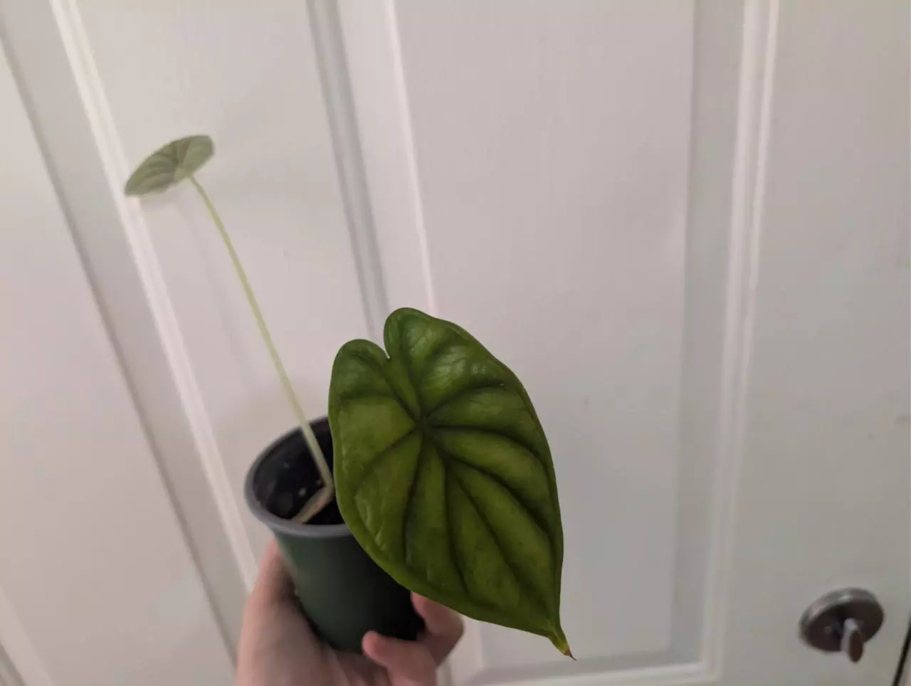 plant/Dragon scale start-0