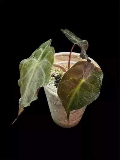 plant/Alocasia Venom Pup-1-thumbnail