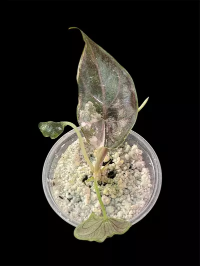 plant/Alocasia Azlanii Albo/Pink pup-0-thumbnail