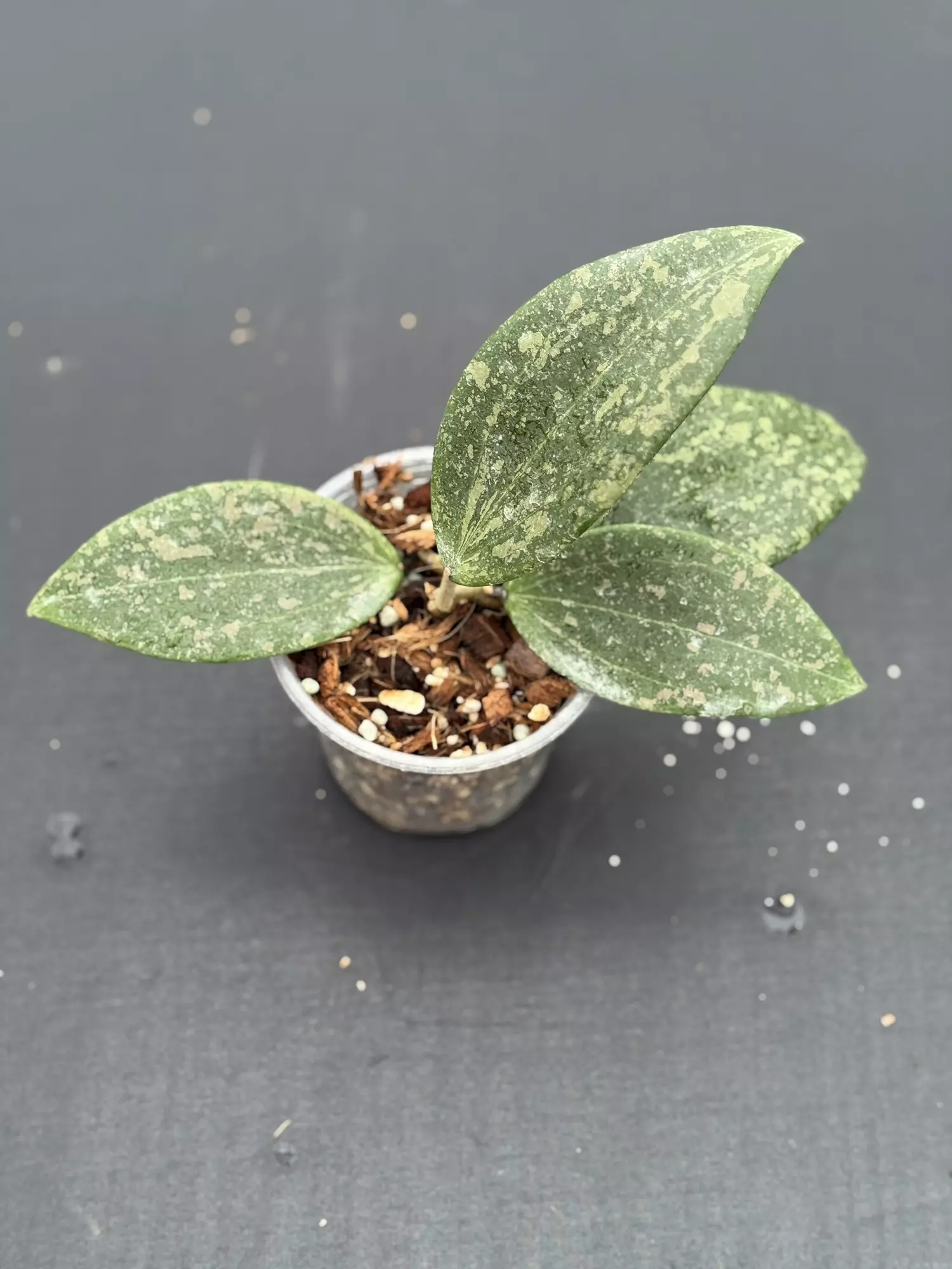 plant/Hoya verticillata (former wibergiae IML 1618)-0