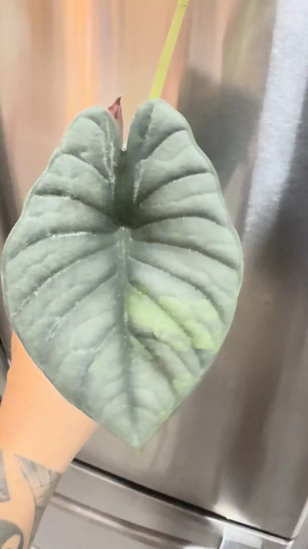 plant/Sport nebula -0