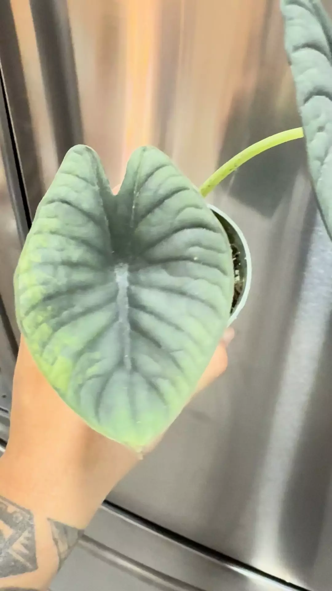 plant/Sport nebula #2-0