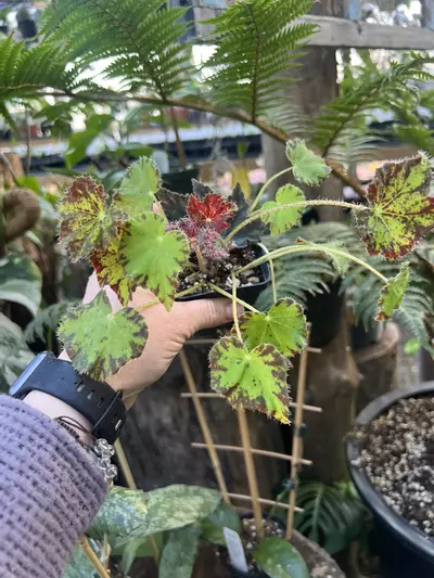 plant/Begonia Monica-0-thumbnail