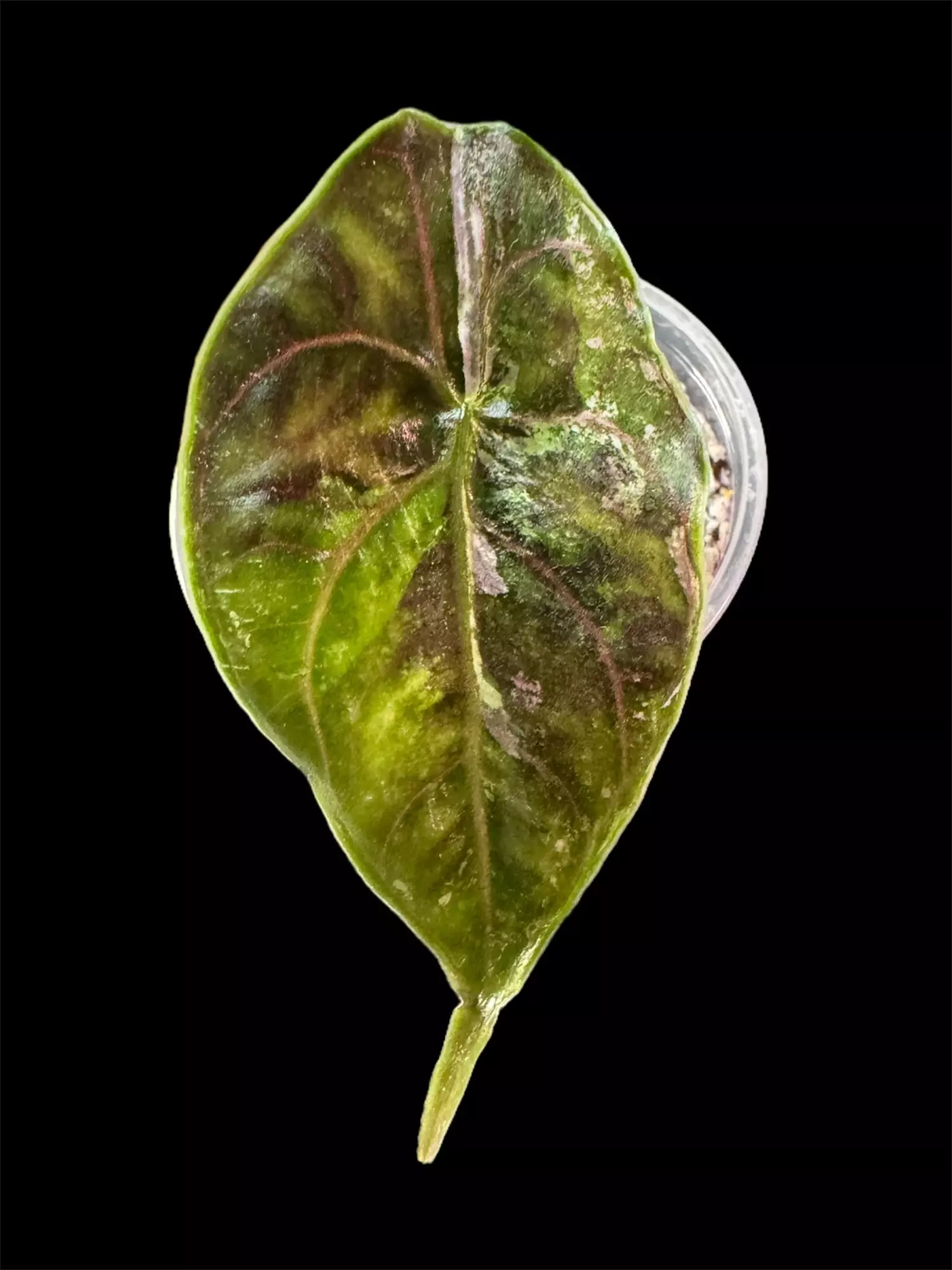 plant/Alocasia Azlanii Albo/Pink pup (A)-0