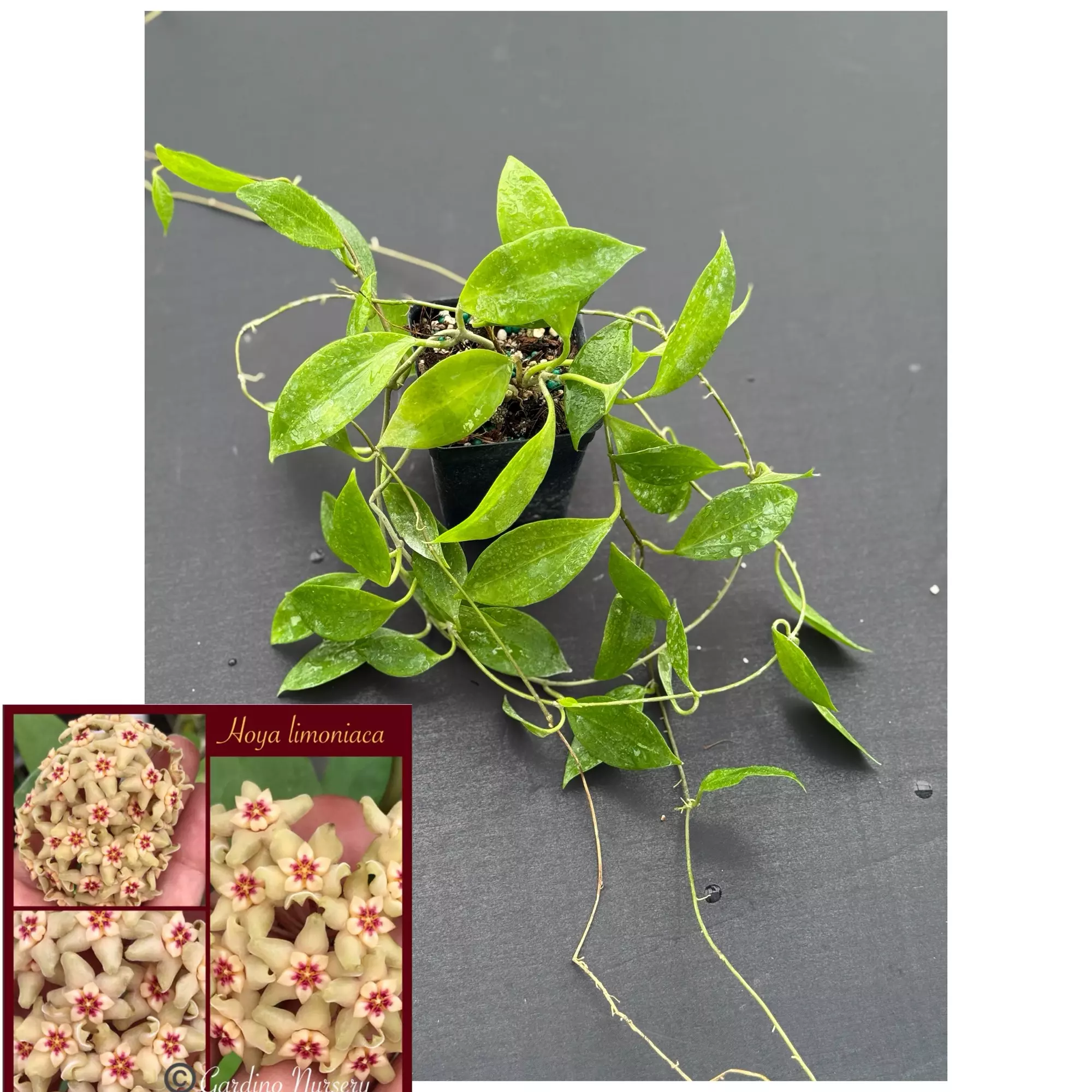 plant/Hoya limoniaca-0