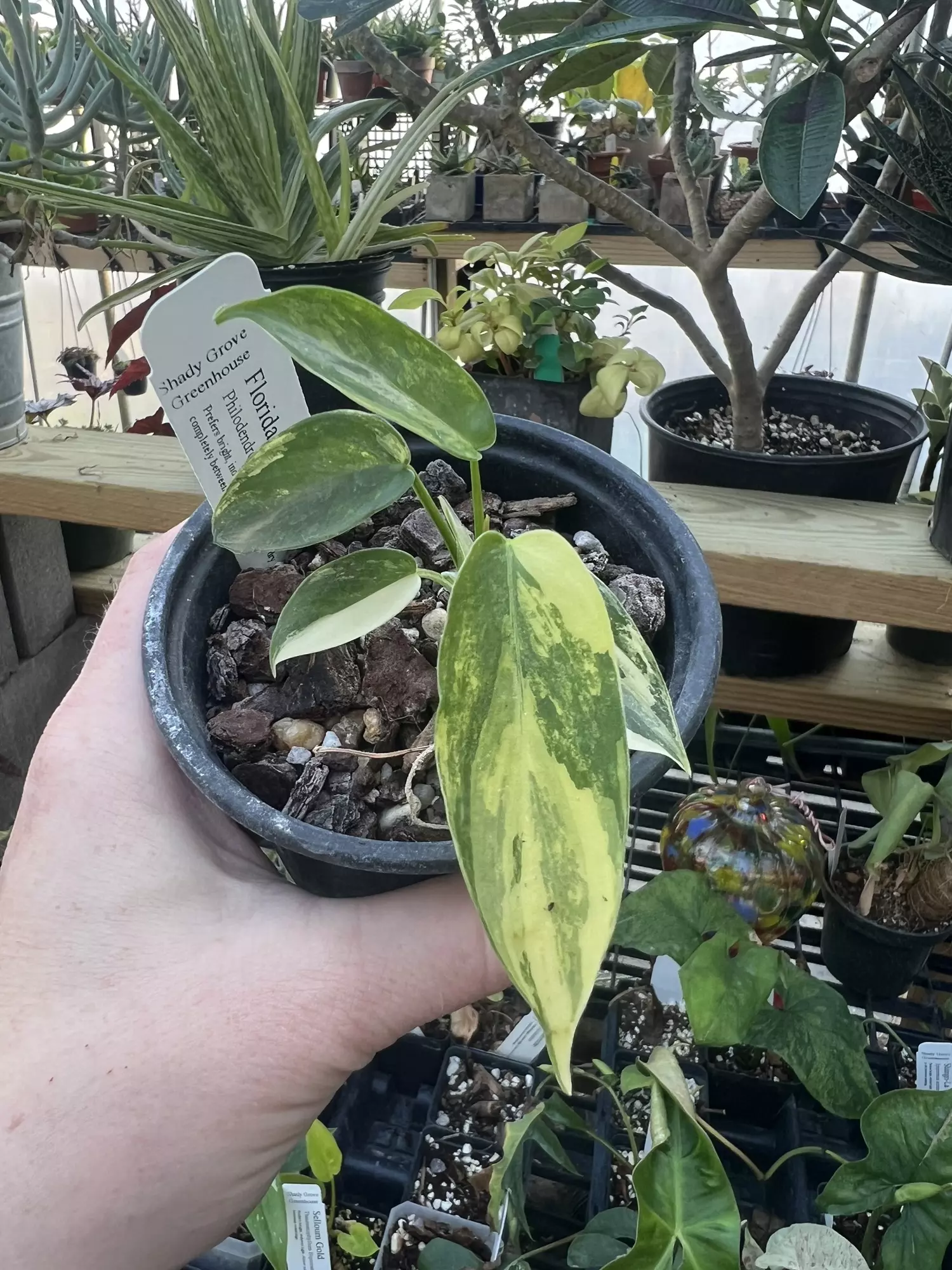 plant/Philo Florida Beauty-0