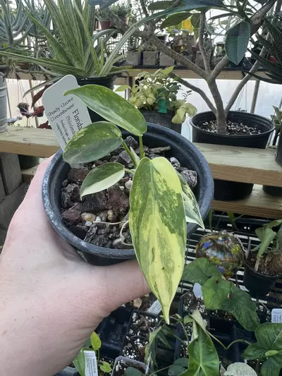 plant/Philo Florida Beauty-0-thumbnail