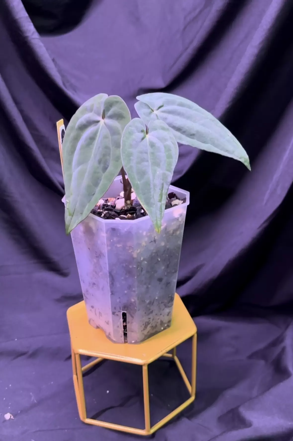 plant/NP13 (Pap x Dress) Miguel Pascual X RVDP-1