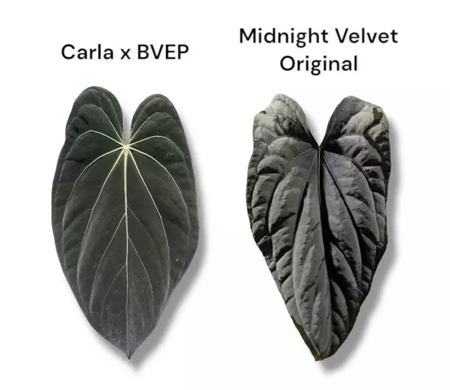 plant/NP20 (Carla x BVEP) X Midnight Velvet OG-4