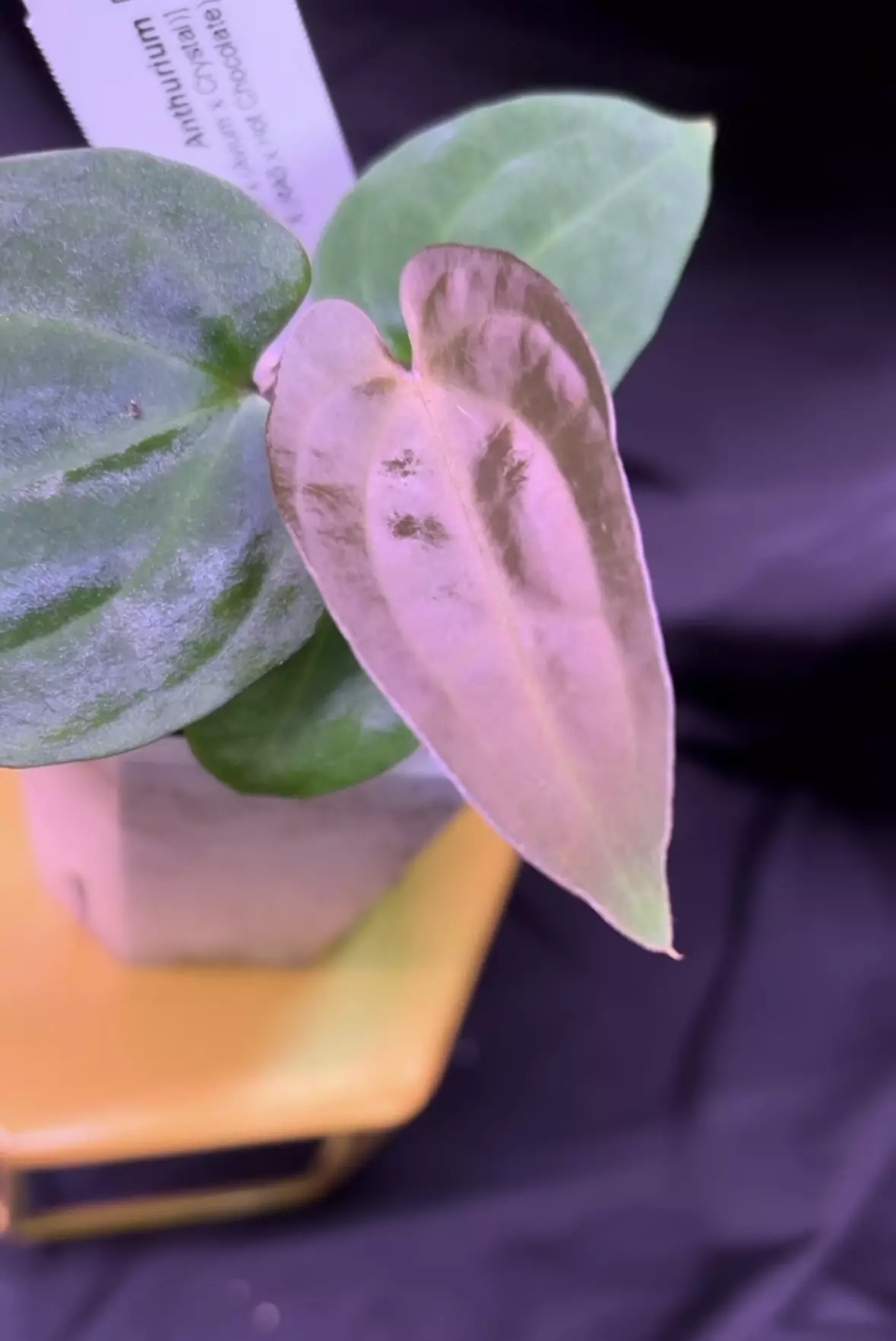 plant/NP11 [BVEP x (Avium x Crystal)] X (RA5 x Hot Chocolate) select-0